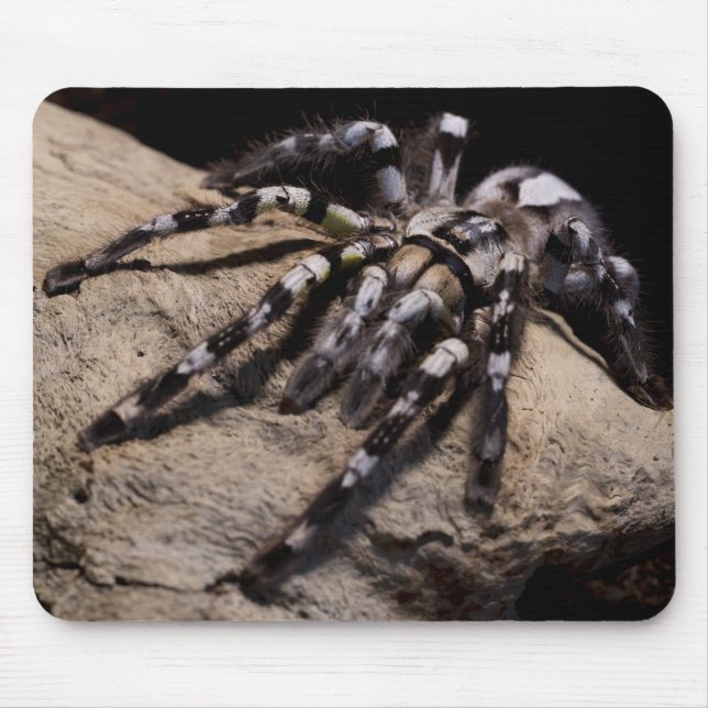 Indian ornamental tarantula mouse mat (Front)