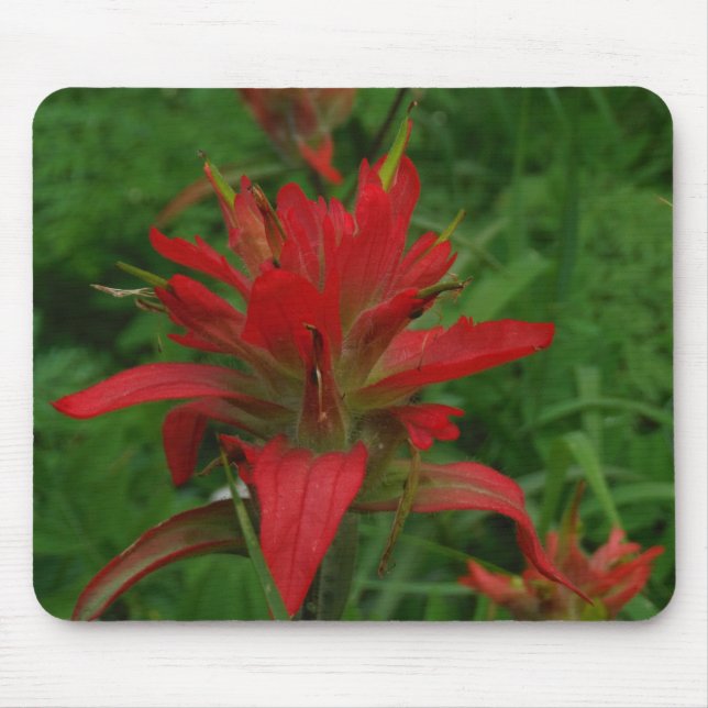 Indian paint brush mouse mat (Front)