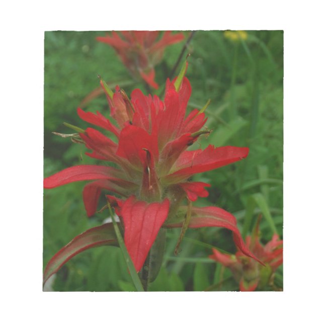 Indian paint brush notepad (Front)