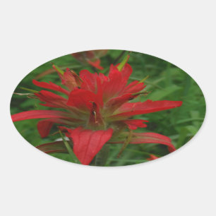Indian paint brush oval sticker