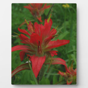 Indian paint brush plaque