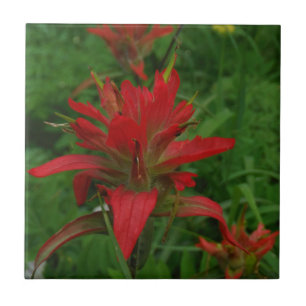 Indian paint brush tile