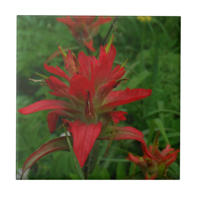 Indian paint brush tile (Front)