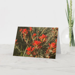 Indian Paint Brush Wildflowers (Red) Card