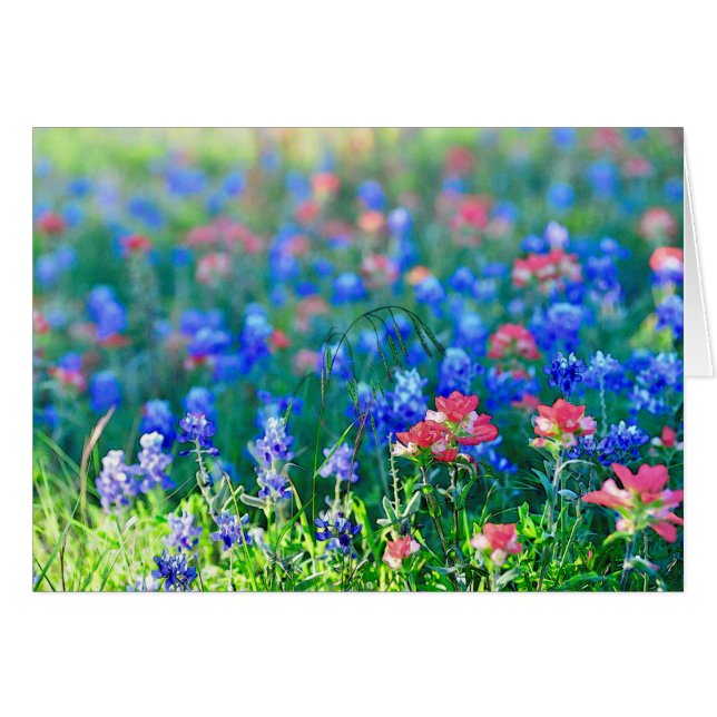 Indian Paintbrush (Front Horizontal)