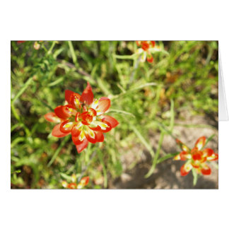 Indian Paintbrush