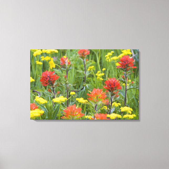 Indian paintbrush and biscuitroot wildflowers canvas print (Front)