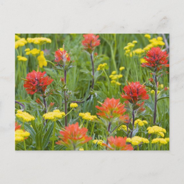 Indian paintbrush and biscuitroot wildflowers postcard (Front)