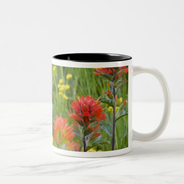 Indian paintbrush and biscuitroot wildflowers Two-Tone coffee mug (Right)