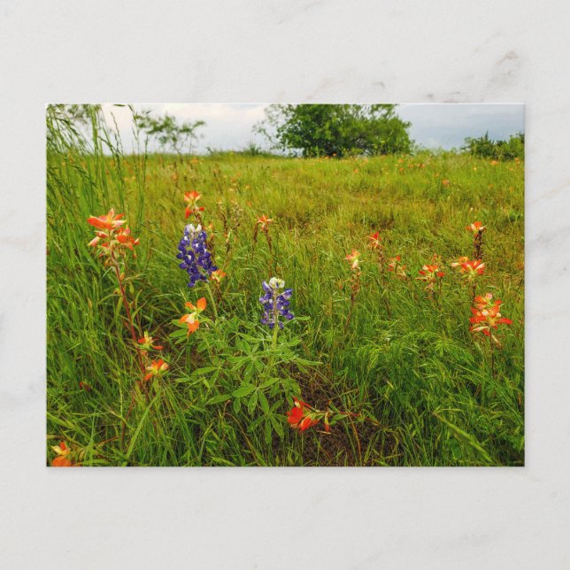 Indian Paintbrush and Bluebonnets, Ennis, TX Postcard (Front)