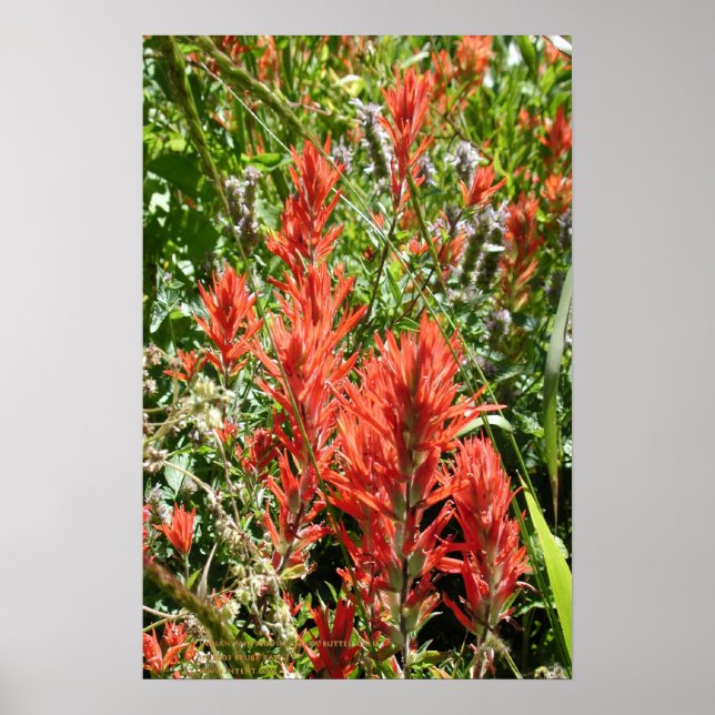 Indian Paintbrush At Sierra Buttes, California Poster (Front)