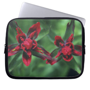 Indian Paintbrush, Banff NP, Alberta, Canada 2 Laptop Sleeve
