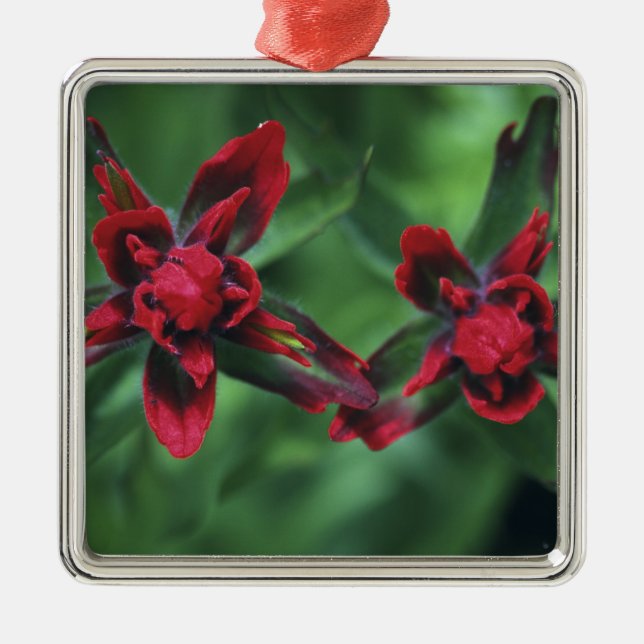 Indian Paintbrush, Banff NP, Alberta, Canada 2 Metal Tree Decoration (Front)