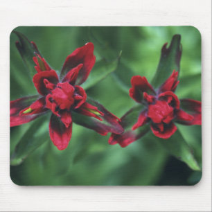 Indian Paintbrush, Banff NP, Alberta, Canada 2 Mouse Mat