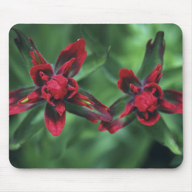Indian Paintbrush, Banff NP, Alberta, Canada 2 Mouse Mat (Front)