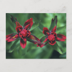 Indian Paintbrush, Banff NP, Alberta, Canada 2 Postcard