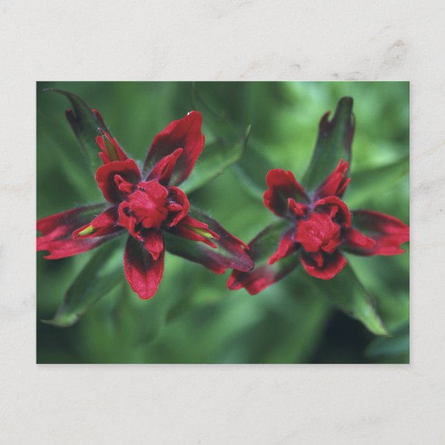 Indian Paintbrush, Banff NP, Alberta, Canada 2 Postcard (Front)