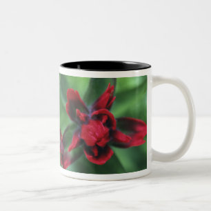 Indian Paintbrush, Banff NP, Alberta, Canada 2 Two-Tone Coffee Mug