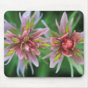 Indian Paintbrush, Banff NP, Alberta, Canada Mouse Mat