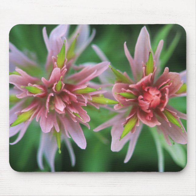 Indian Paintbrush, Banff NP, Alberta, Canada Mouse Mat (Front)