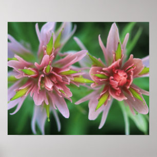 Indian Paintbrush, Banff NP, Alberta, Canada Poster