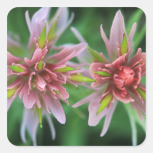 Indian Paintbrush, Banff NP, Alberta, Canada Square Sticker