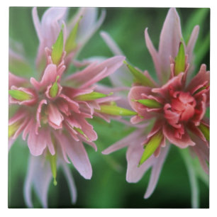 Indian Paintbrush, Banff NP, Alberta, Canada Tile