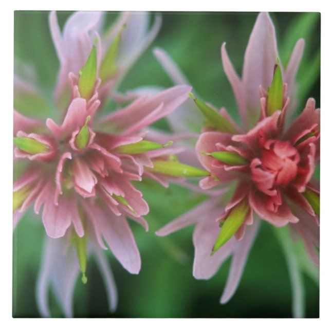 Indian Paintbrush, Banff NP, Alberta, Canada Tile (Front)