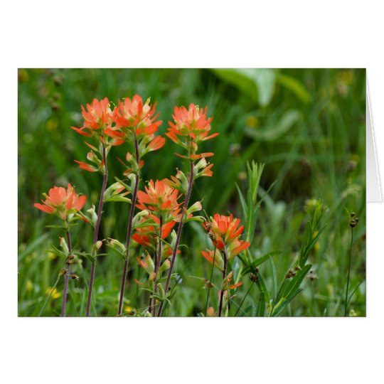 Indian Paintbrush Card
