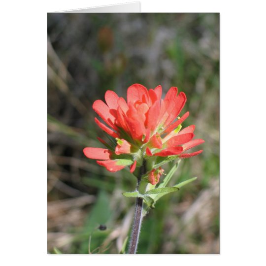 Indian Paintbrush Card