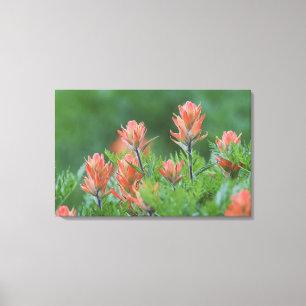 Indian Paintbrush, Castilleja miniata, Ouray, Canvas Print