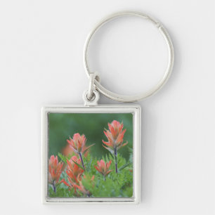 Indian Paintbrush, Castilleja miniata, Ouray, Key Ring