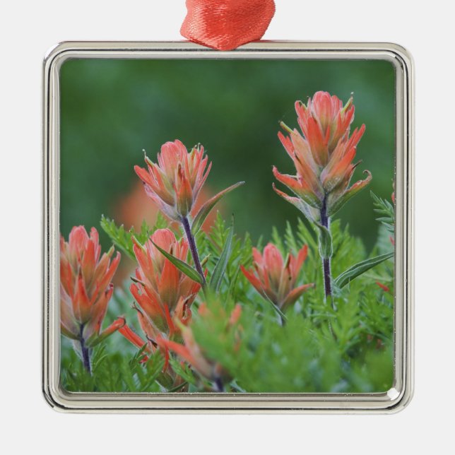 Indian Paintbrush, Castilleja miniata, Ouray, Metal Tree Decoration (Front)