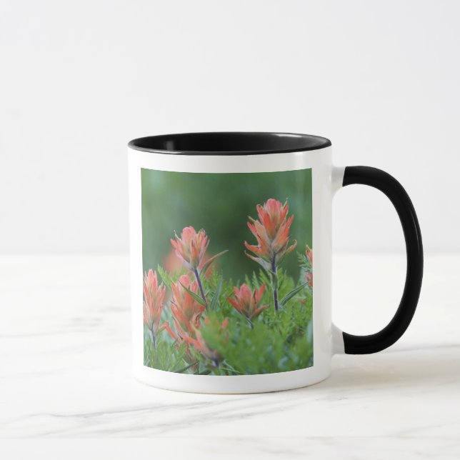 Indian Paintbrush, Castilleja miniata, Ouray, Mug (Right)