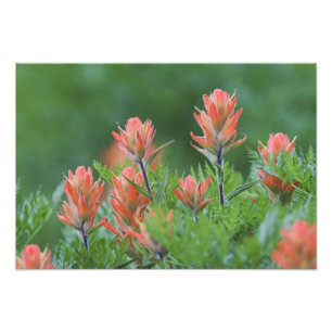 Indian Paintbrush, Castilleja miniata, Ouray, Photo Print