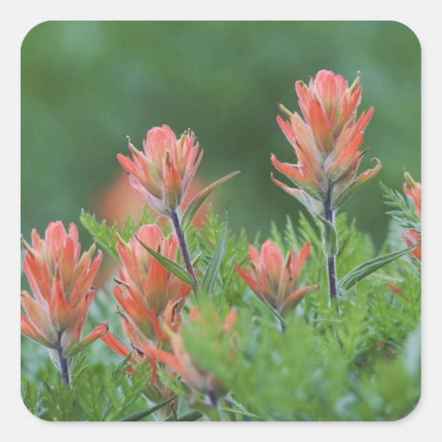 Indian Paintbrush, Castilleja miniata, Ouray, Square Sticker (Front)