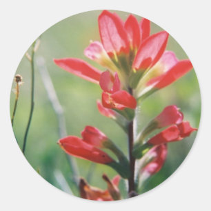 Indian Paintbrush Classic Round Sticker