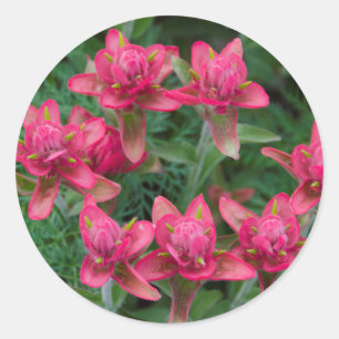 Indian Paintbrush Classic Round Sticker