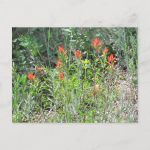 Indian Paintbrush Colorado Wild Flowers Postcard