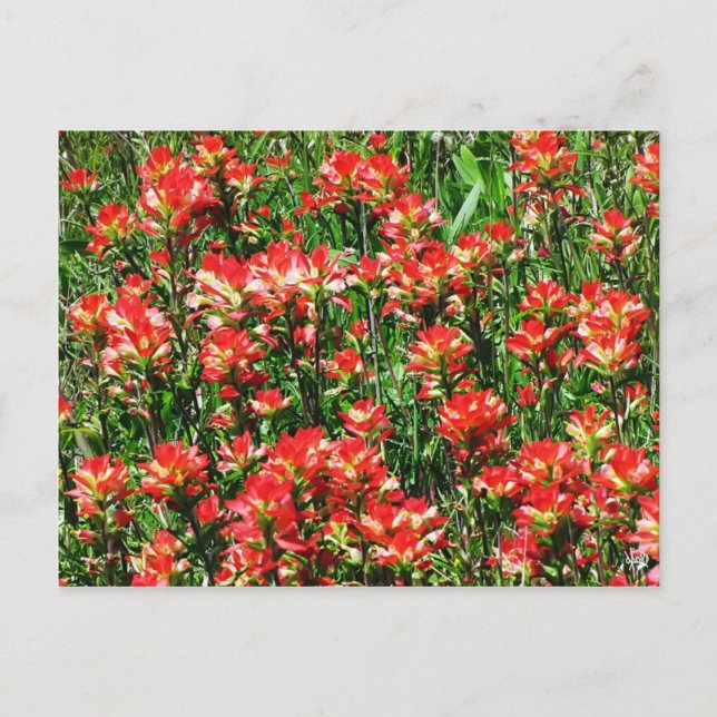 Indian Paintbrush Field Postcard (Front)