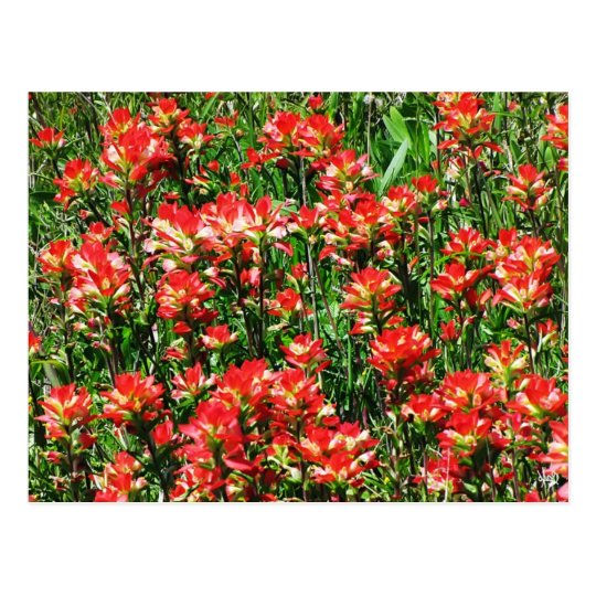Indian Paintbrush Field Postcard