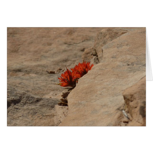 Indian Paintbrush in Rocks at Zion (Front Horizontal)