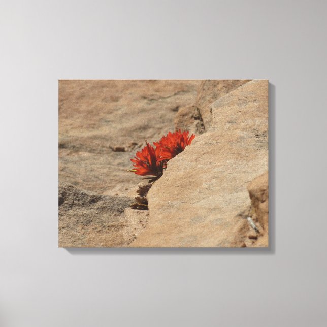 Indian Paintbrush in Rocks at Zion Canvas Print (Front)