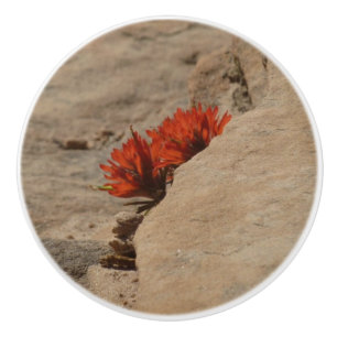 Indian Paintbrush in Rocks at Zion Ceramic Knob