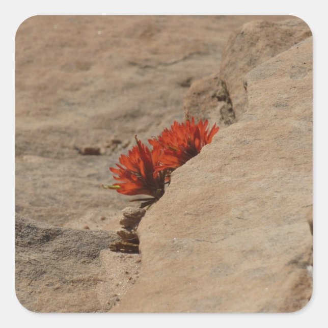 Indian Paintbrush in Rocks at Zion Square Sticker (Front)