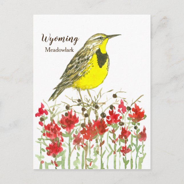 Indian Paintbrush Meadowlark State Bird of Wyoming Postcard (Front)