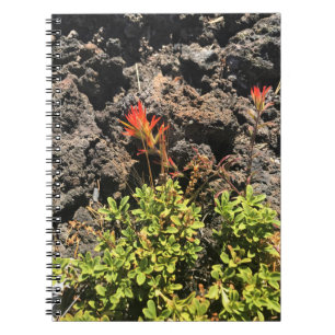 Indian Paintbrush Notebook