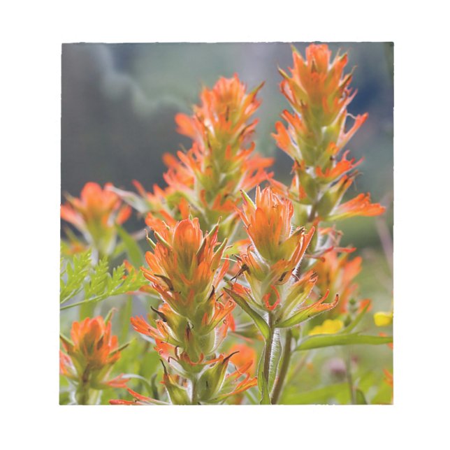 Indian Paintbrush Notepad (Front)