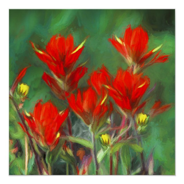Indian Paintbrush Painting - Original Flower Art Poster (Front)