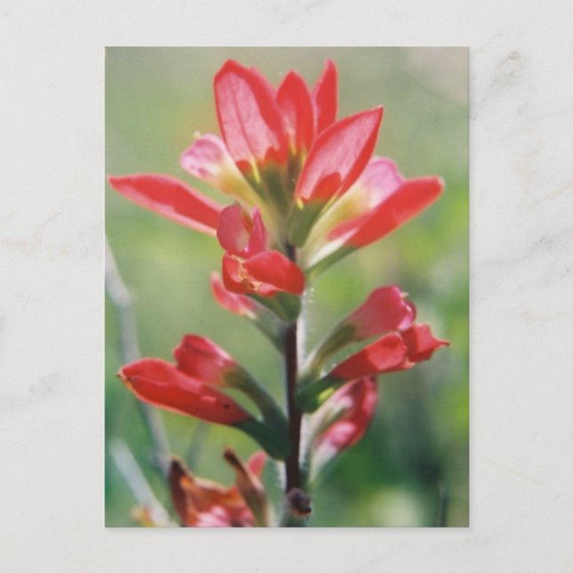 Indian Paintbrush Postcard (Front)